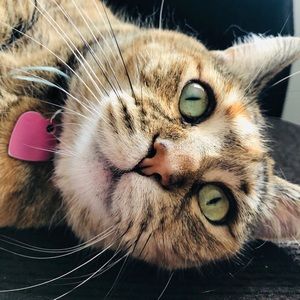 Meet your Posher, Rosey